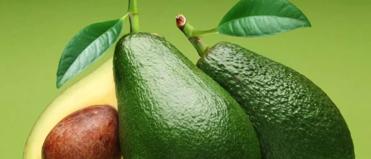 In Calabria le prime coltivazioni di avocado bio che rigenerano l'ambiente e creano crediti