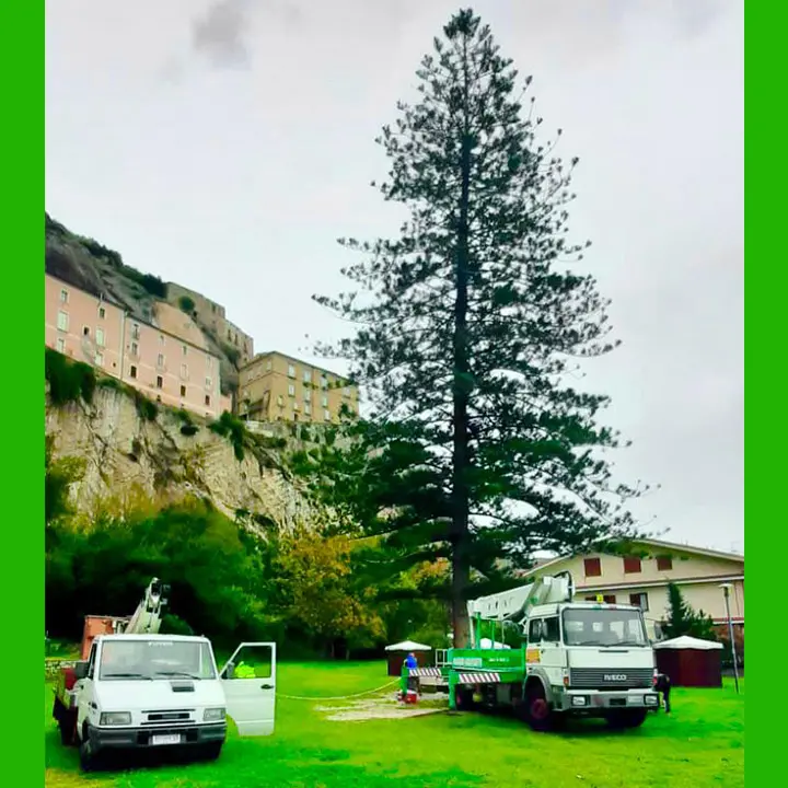 Amantea sogna il Guinness dei Primati. In allestimento l'albero di Natale più alto d'Italia