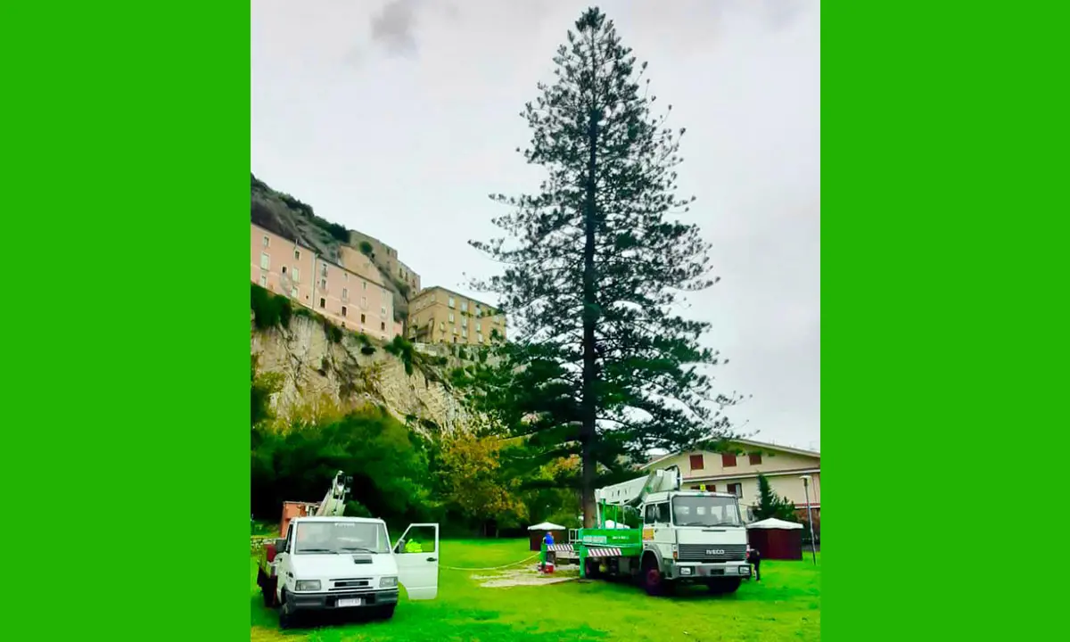 Amantea sogna il Guinness dei Primati. In allestimento l'albero di Natale più alto d'Italia