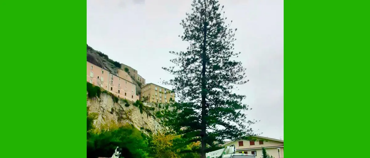 Amantea sogna il Guinness dei Primati. In allestimento l'albero di Natale più alto d'Italia