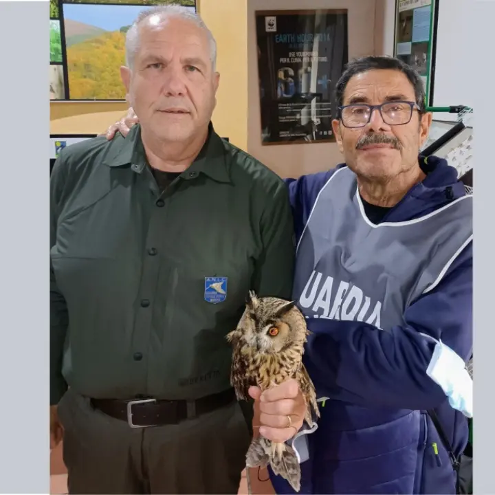 Diamante, le guardie venatorie volontarie recuperano un gufo ferito