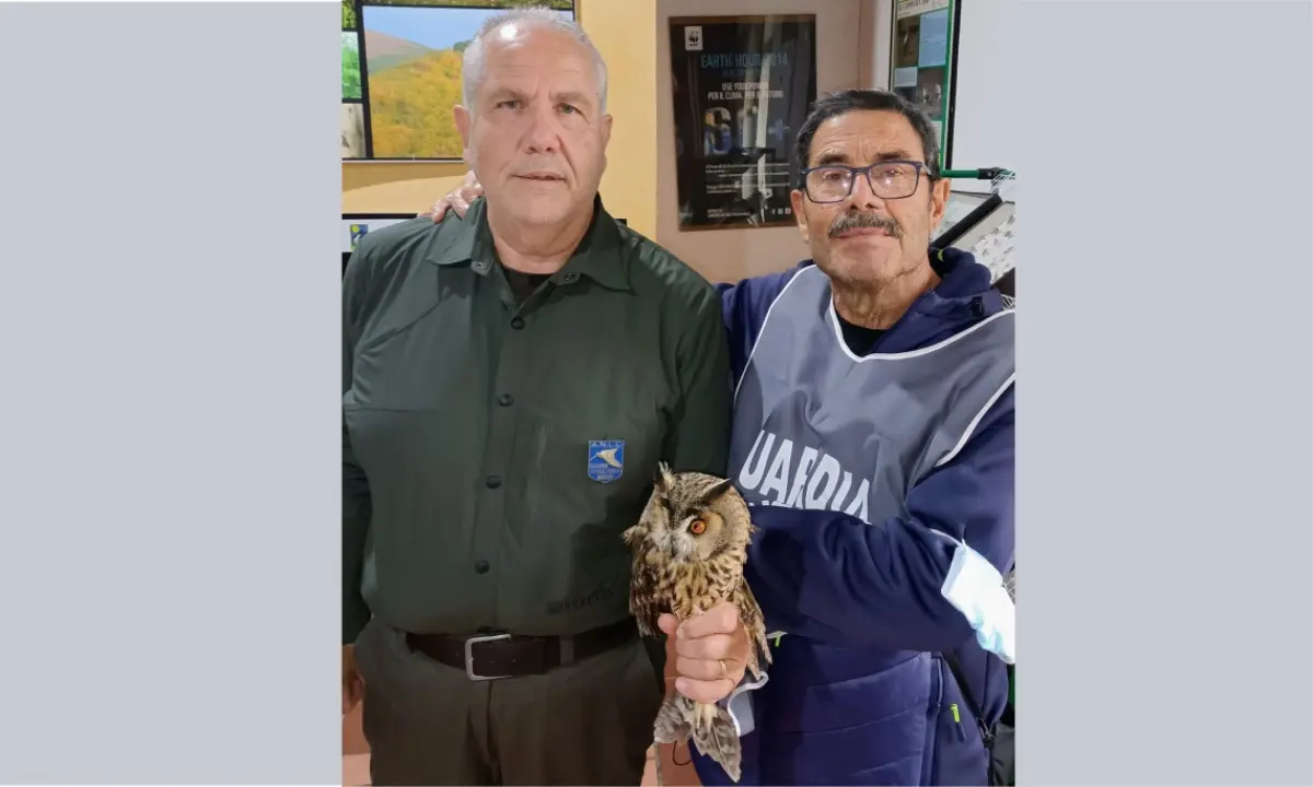 Diamante, le guardie venatorie volontarie recuperano un gufo ferito