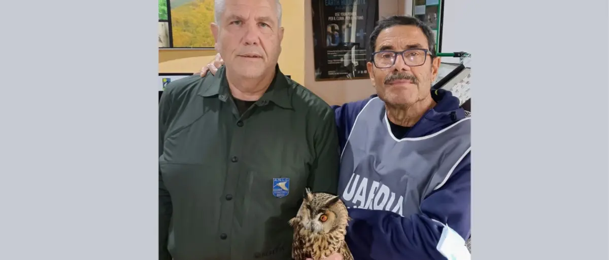 Diamante, le guardie venatorie volontarie recuperano un gufo ferito