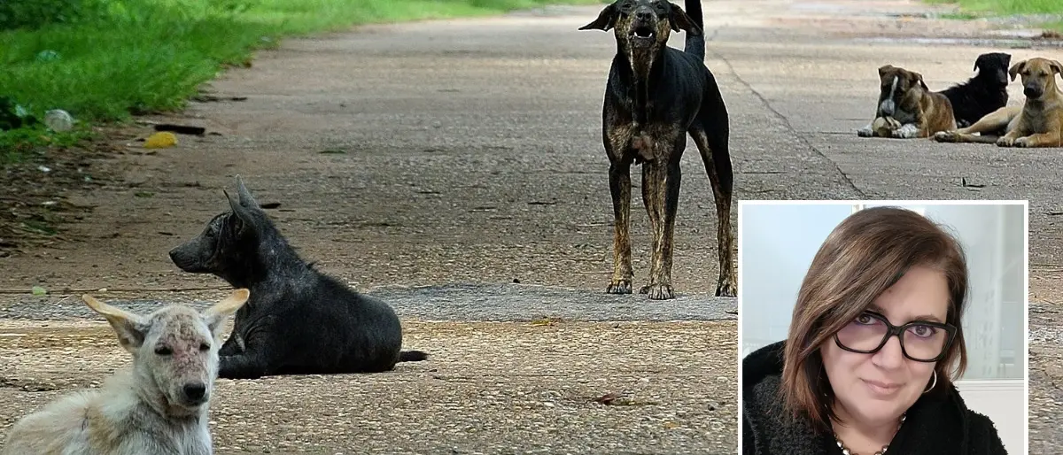 Castrolibero, nuovo regolamento comunale per la tutela degli animali