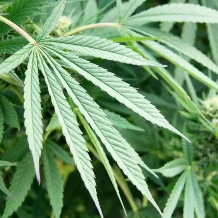 Corigliano Rossano, arrestato un 43enne per detenzione e spaccio di droga