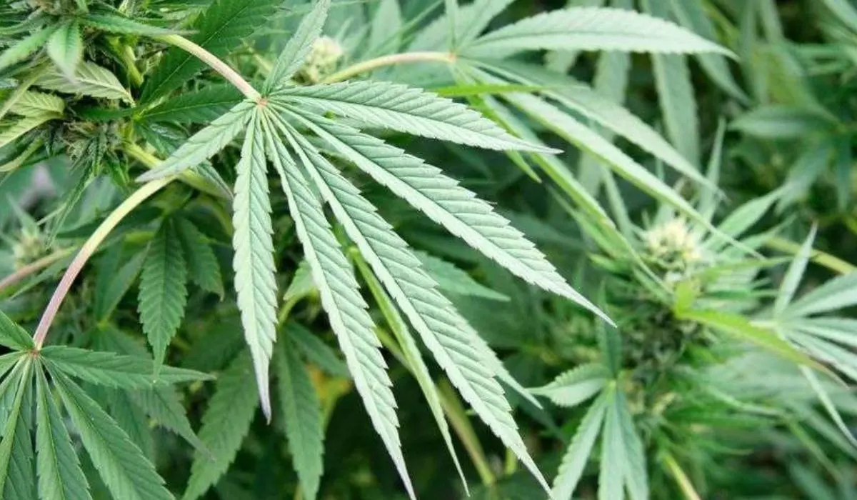 Corigliano Rossano, arrestato un 43enne per detenzione e spaccio di droga