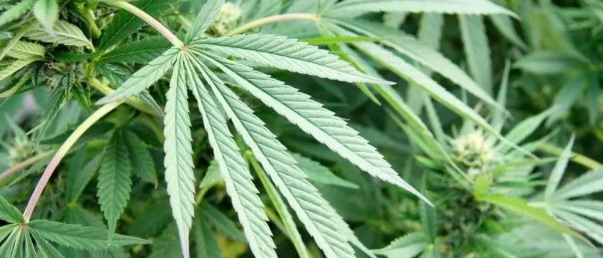 Corigliano Rossano, arrestato un 43enne per detenzione e spaccio di droga