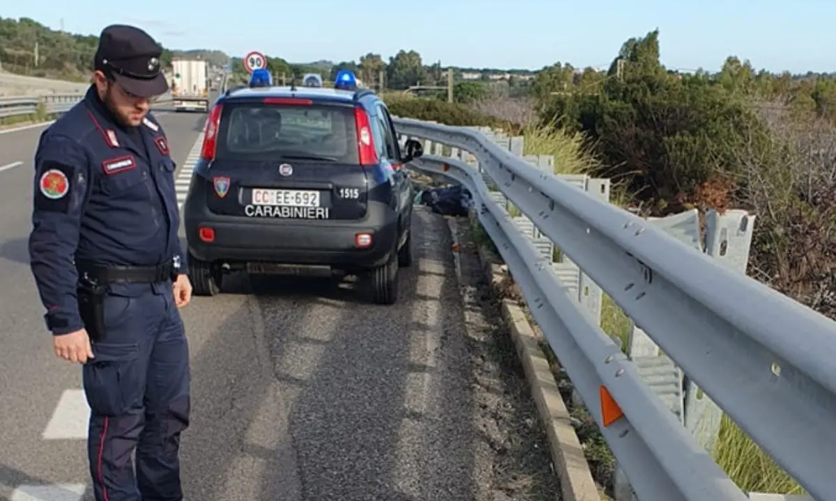Rocca Imperiale, trovato un lupo morto sulla Statale 106