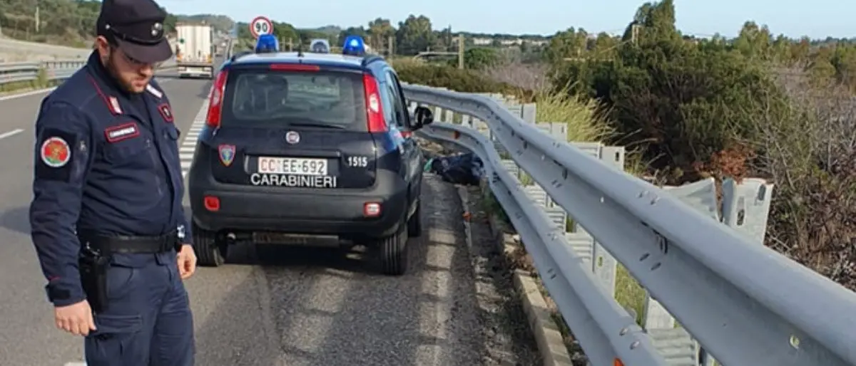 Rocca Imperiale, trovato un lupo morto sulla Statale 106