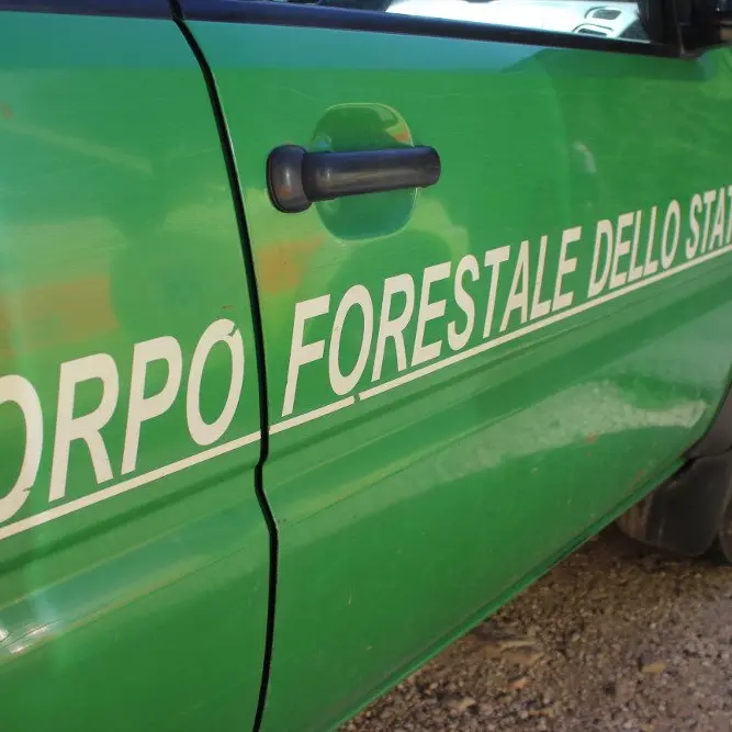 Mendicino, terreno dissequestrato. Il giudice: «Entro 40 giorni la bonifica dell'area»