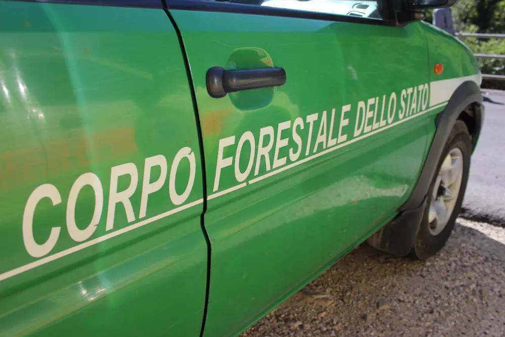Mendicino, terreno dissequestrato. Il giudice: «Entro 40 giorni la bonifica dell'area»