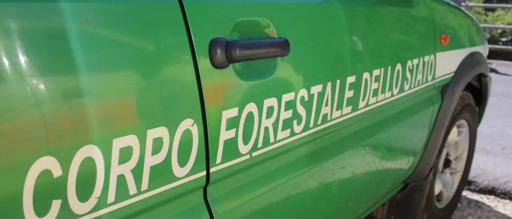 Mendicino, terreno dissequestrato. Il giudice: «Entro 40 giorni la bonifica dell'area»