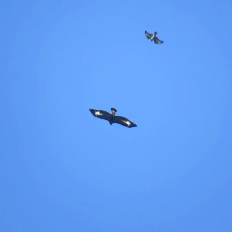 Sui monti di Orsomarso torna a volare l'aquila reale