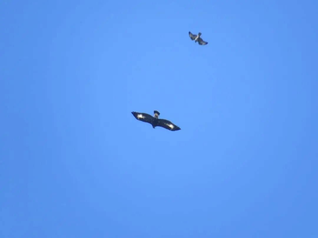 Sui monti di Orsomarso torna a volare l'aquila reale
