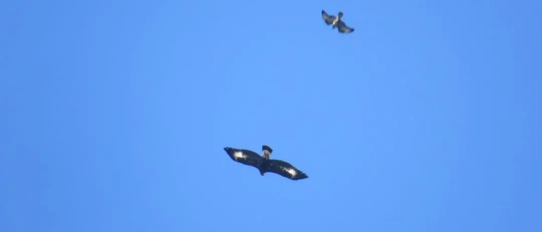 Sui monti di Orsomarso torna a volare l'aquila reale