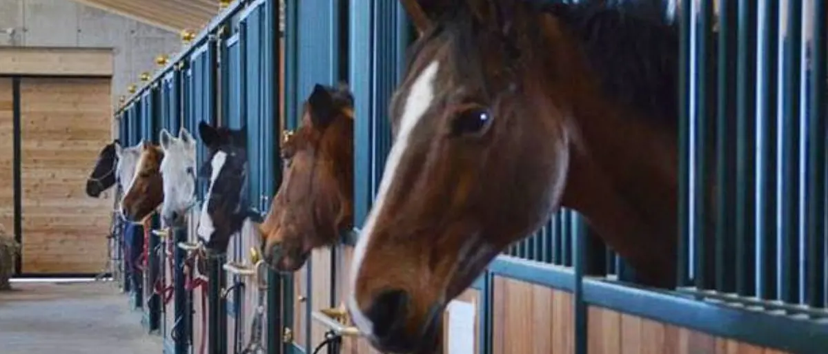 Cosenza, lo 'ndranghetista che sussurrava ai cavalli