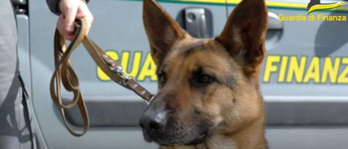 Cosenza, spaccio di droga davanti alle scuole: la Finanza arresta un pusher