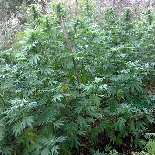 Sequestrata piantagione di marijuana nascosta in un canneto