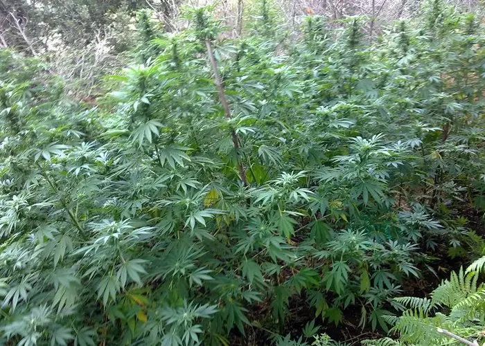 Sequestrata piantagione di marijuana nascosta in un canneto