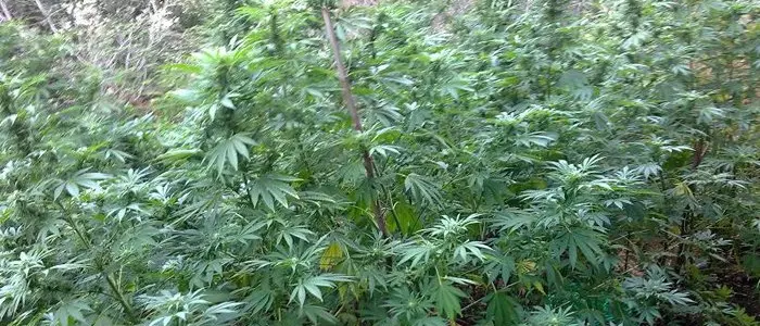 Marijuana nascosta in camera da letto, arrestato