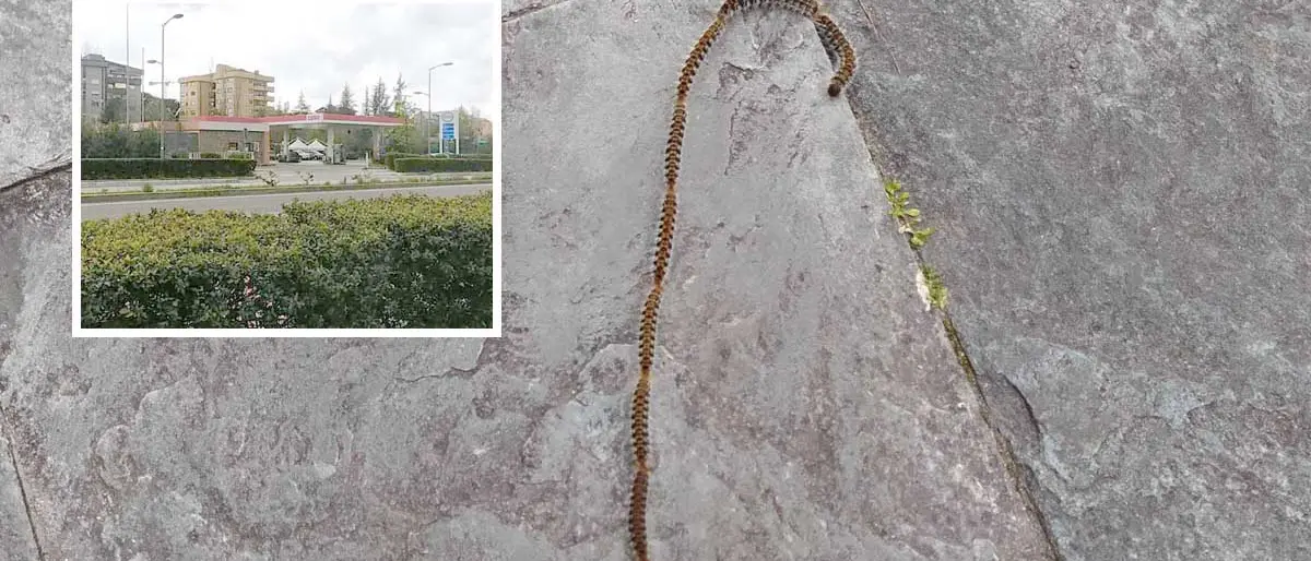 Rende, preoccupazione per la processionaria. L'assessore: «Interverremo subito»