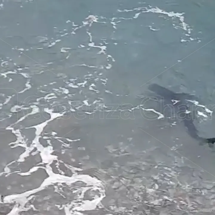 Cetraro, una verdesca a pochi metri dai pescatori che si chiedono: «E' uno squalo?» | VIDEO