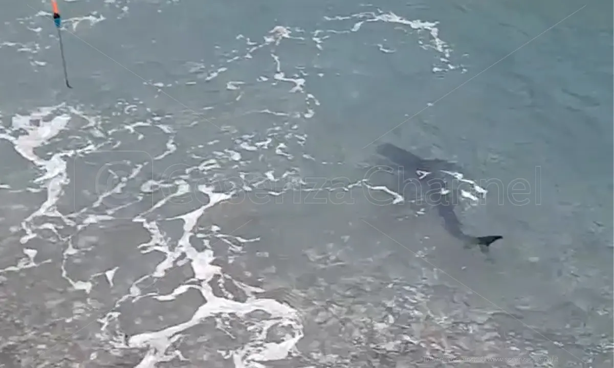 Cetraro, una verdesca a pochi metri dai pescatori che si chiedono: «E' uno squalo?» | VIDEO
