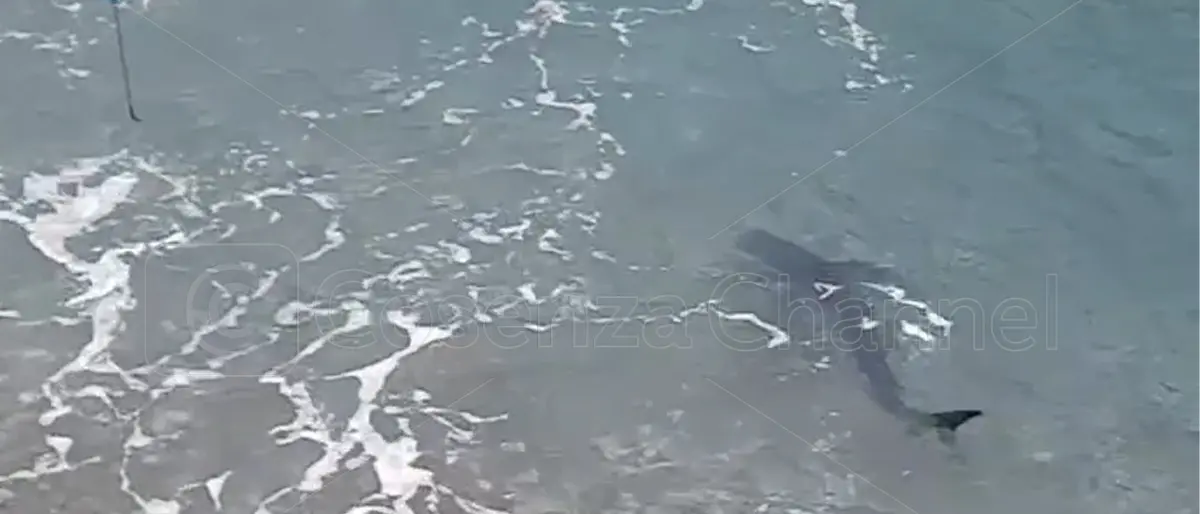 Cetraro, una verdesca a pochi metri dai pescatori che si chiedono: «E' uno squalo?» | VIDEO