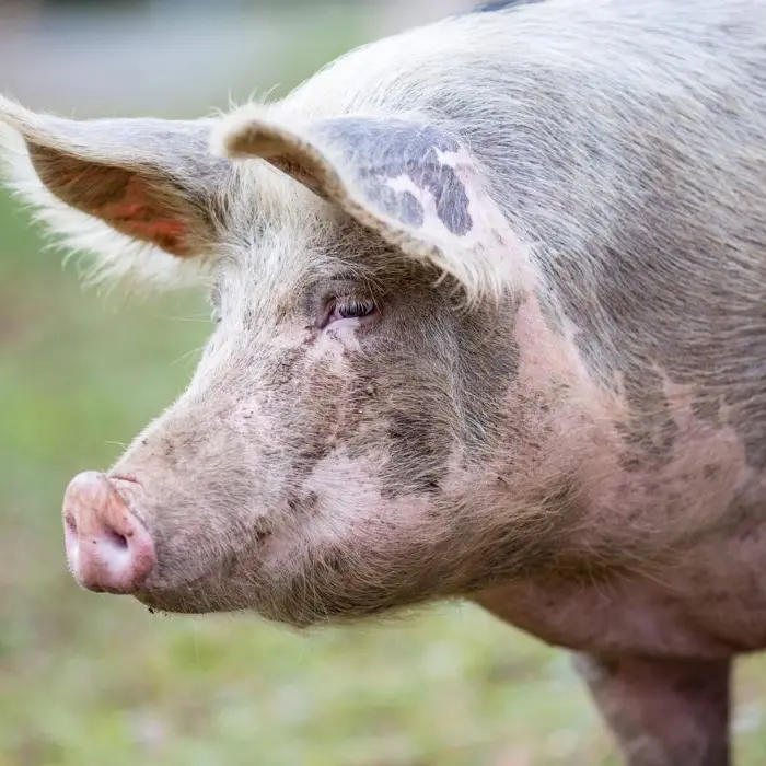 Peste suina, zona rossa in 26 comuni della Calabria: abbattuti centinaia di maiali