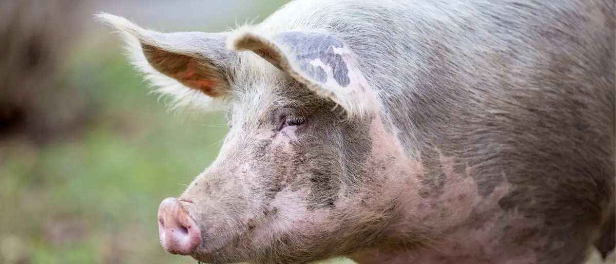 Peste suina, zona rossa in 26 comuni della Calabria: abbattuti centinaia di maiali