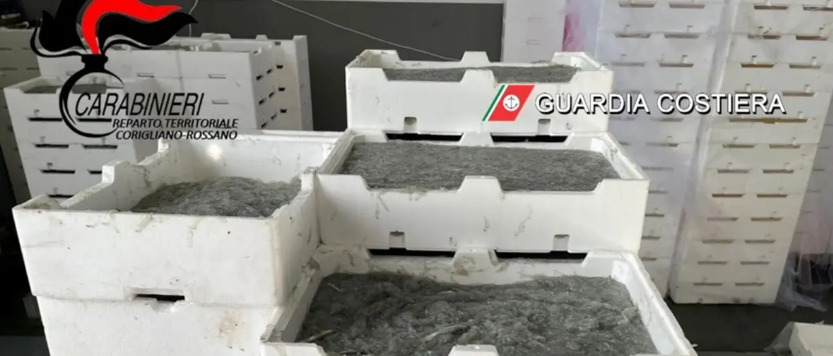 A Corigliano sequestrati circa 1.500 kg di \"bianchetto\": norme violate