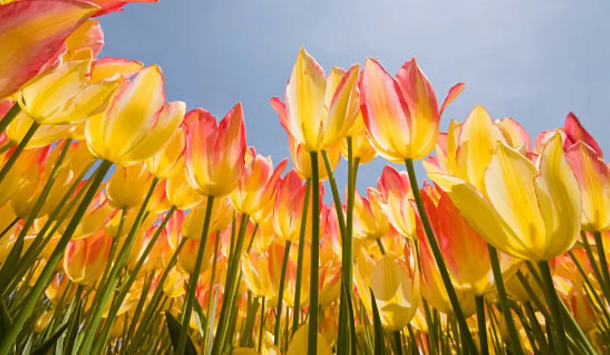Il 20 marzo alle 22,24 scatta l'Equinozio di Primavera: cosa c'è da sapere