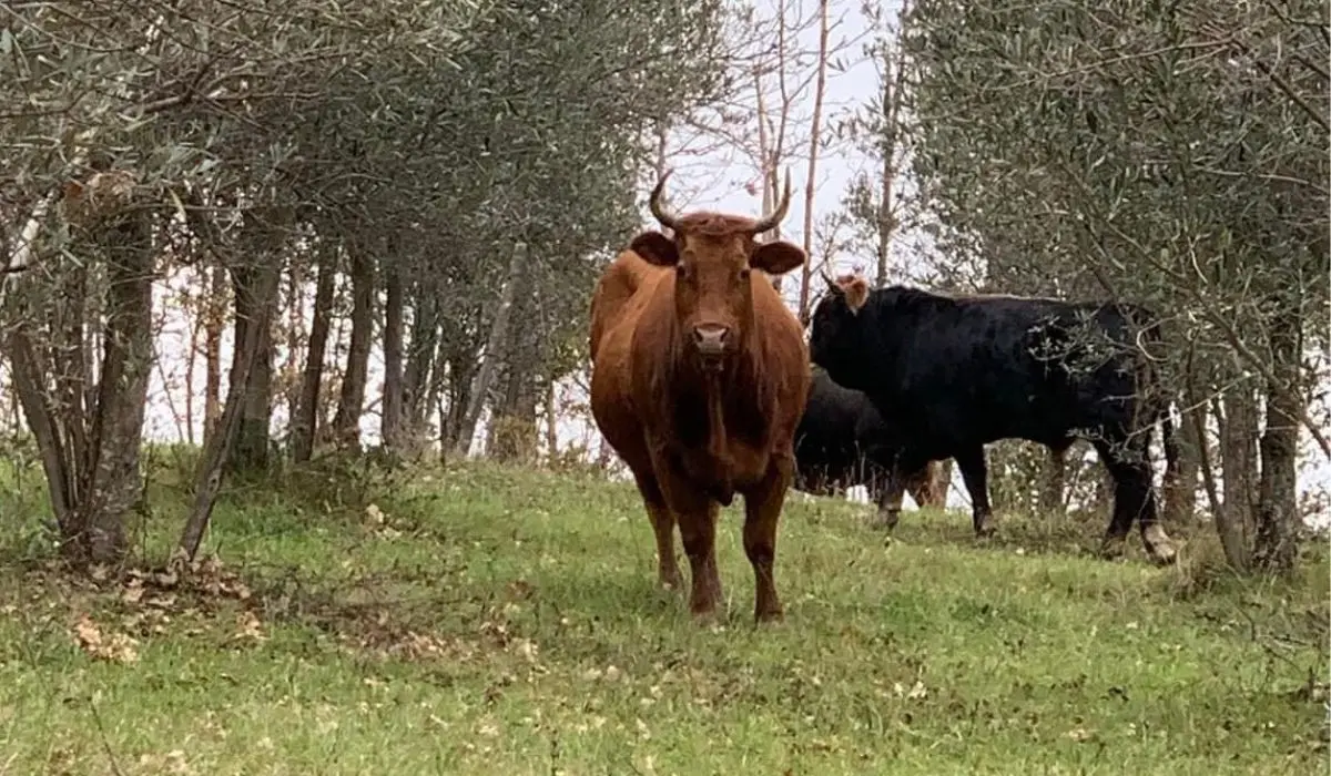 San Vincenzo La Costa, il sindaco dà la caccia agli animali vaganti