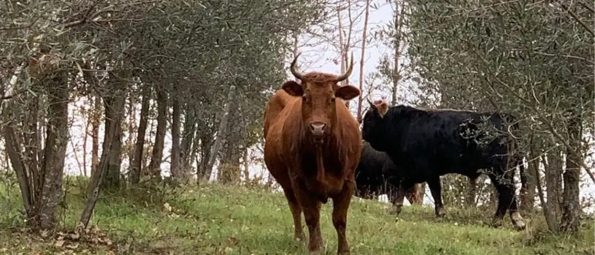 San Vincenzo La Costa, il sindaco dà la caccia agli animali vaganti