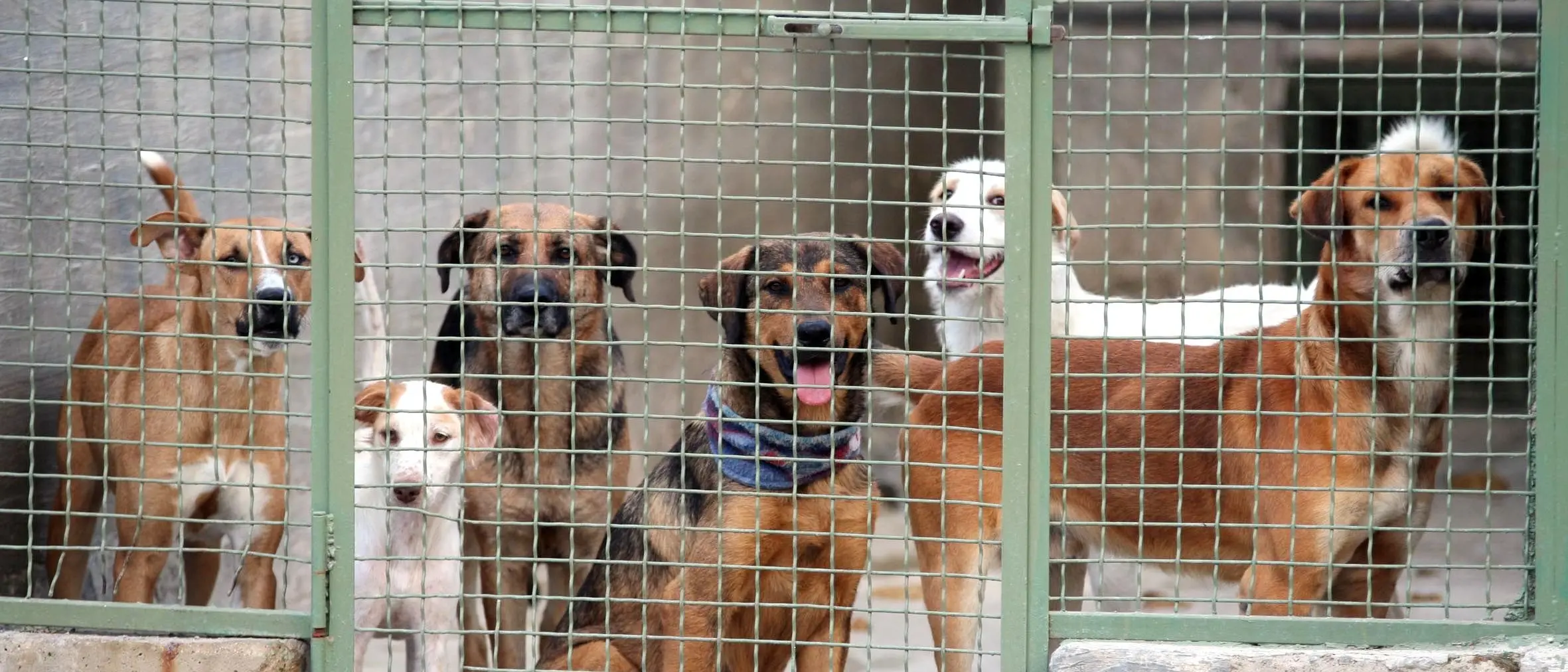 San Fili, nascondeva la droga in un canile. Arrestato 37enne di San Vincenzo La Costa