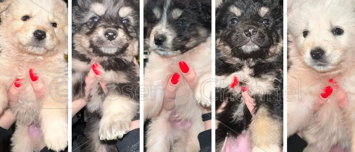 Torano Castello, gli scout trovano cinque cuccioli abbandonati | FOTO