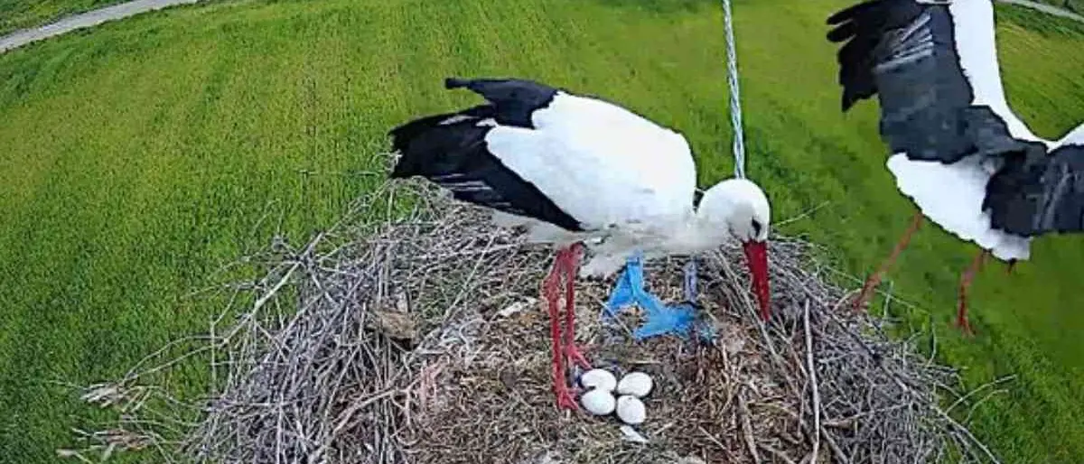 Cicogna bianca, a Luzzi deposte le uova in diretta: le emozionanti immagini dalla webcam Lipu | FOTO