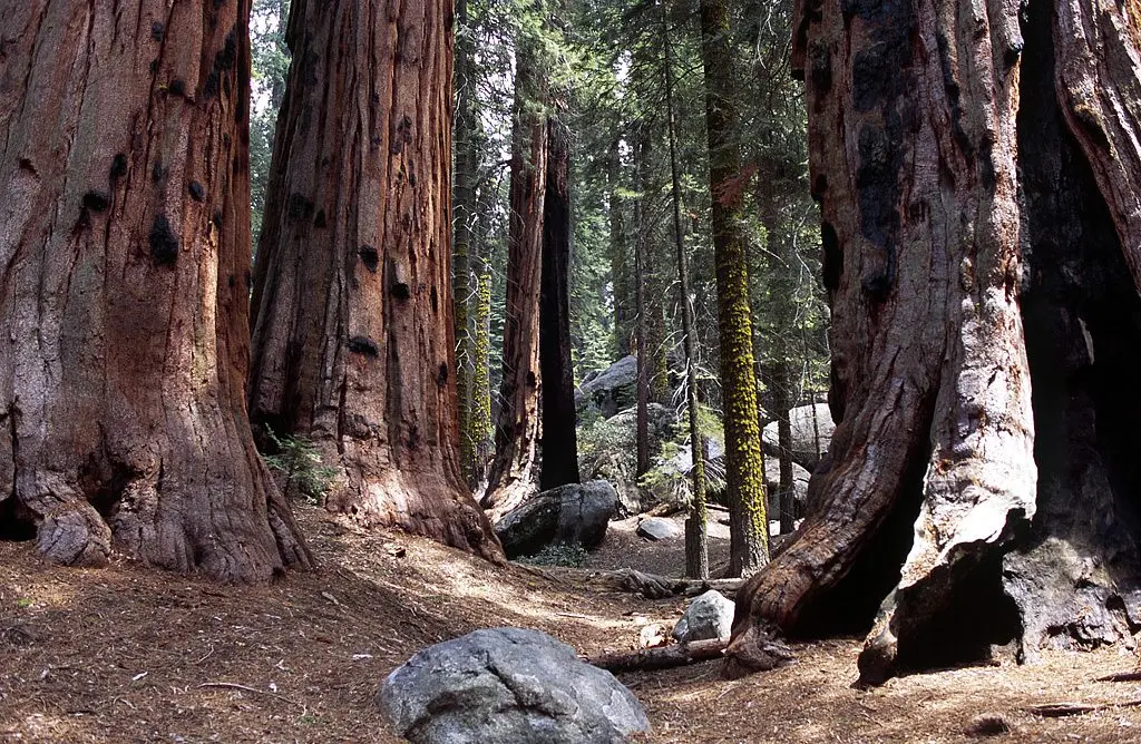 Giornate FAI di Primavera, porte aperte anche nel Cosentino: dalla Sila alle eccellenze industriali\n