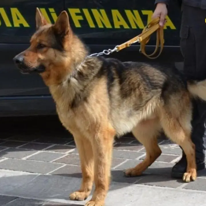 Portava hashish in Sicilia, arrestato in Calabria un uomo con 220 panetti di fumo