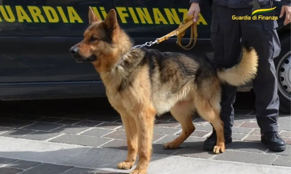 Portava hashish in Sicilia, arrestato in Calabria un uomo con 220 panetti di fumo