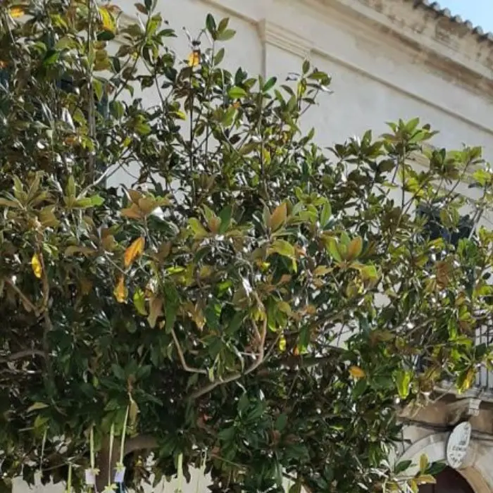 Cariati, ai nuovi nati le chiavi della città: domani l'evento