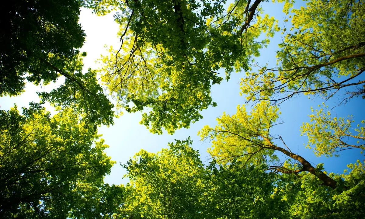 Acri, il parco eolico di Serra Crista non si farà