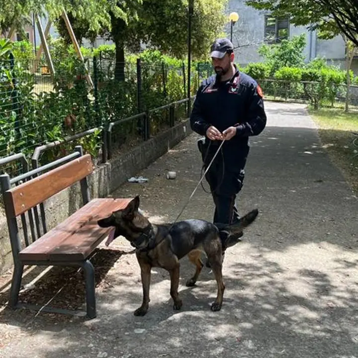 Acri, i Carabinieri beccano tre giovani con erba e fumo. Altre sei persone segnalate alla Prefettura