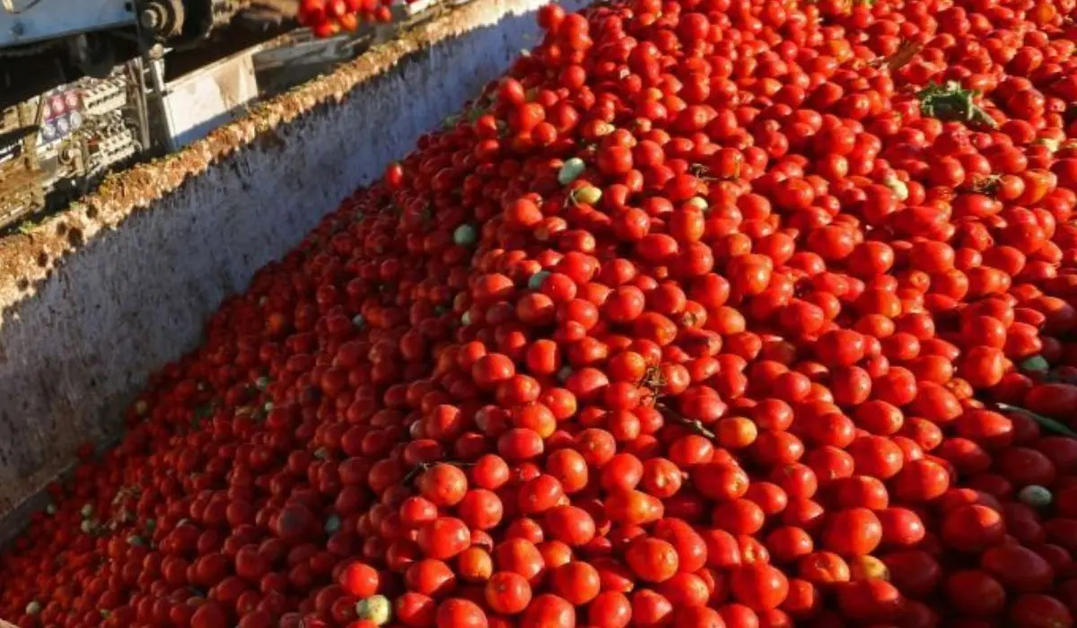 Mutti cerca 1200 collaboratori per la campagna del pomodoro: tutte le info