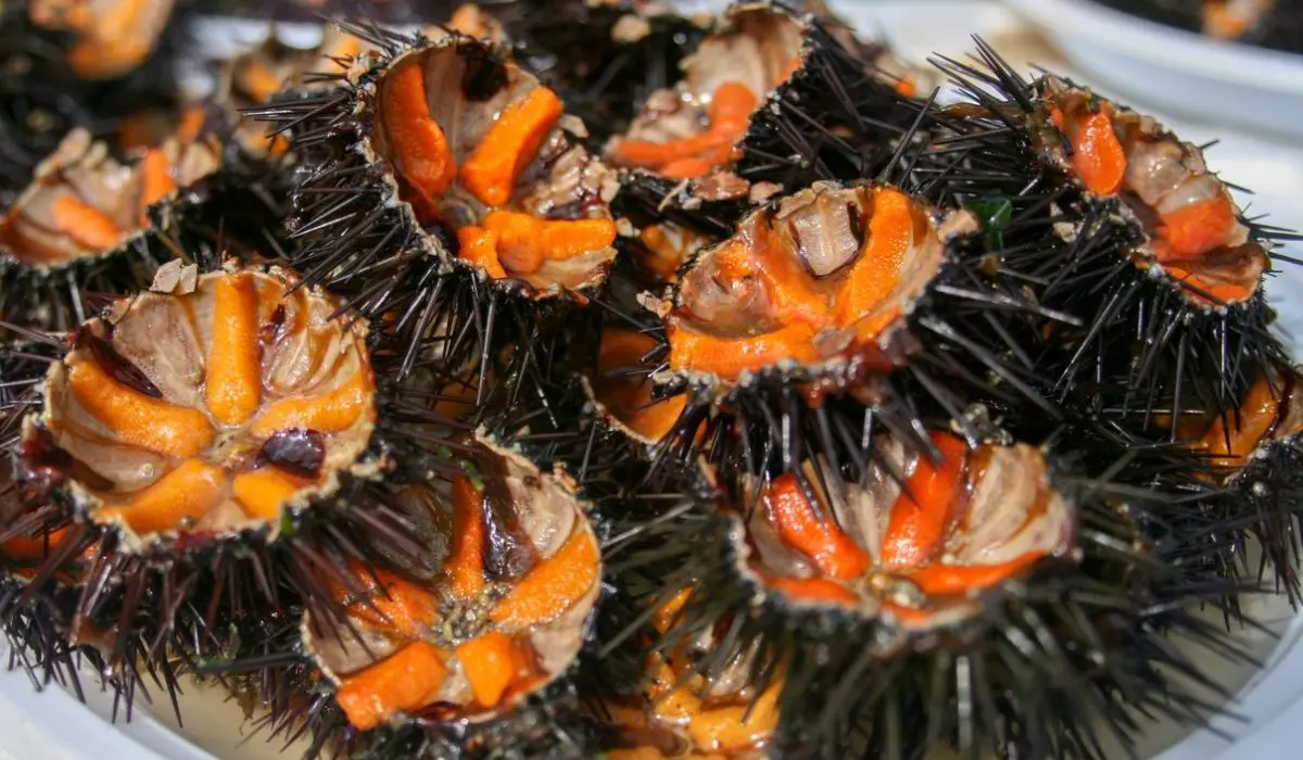Ricci di mare, stop alla pesca per i prossimi tre anni
