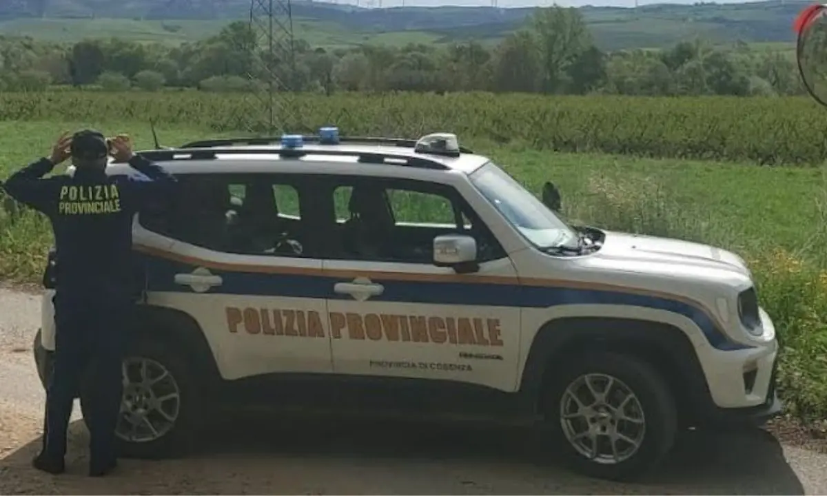 Cosenza, sui nidi di cicogna bianca \"veglia\" la polizia provinciale