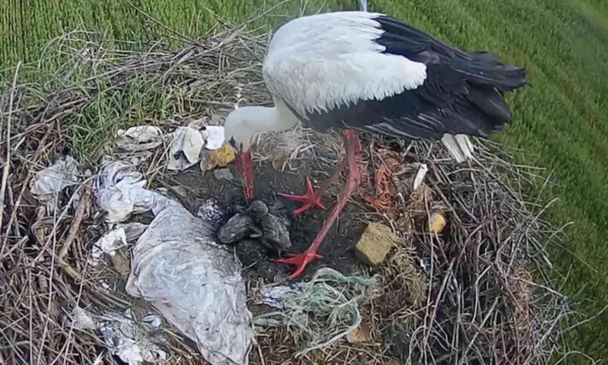Cicogna bianca, morti a causa della pioggia due dei quattro piccoli nati nel nido di Luzzi
