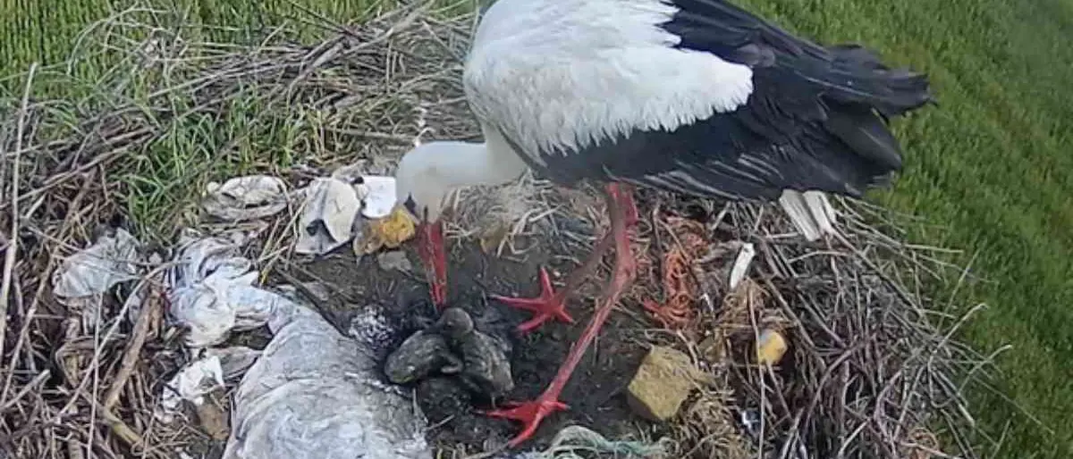 Cicogna bianca, morti a causa della pioggia due dei quattro piccoli nati nel nido di Luzzi