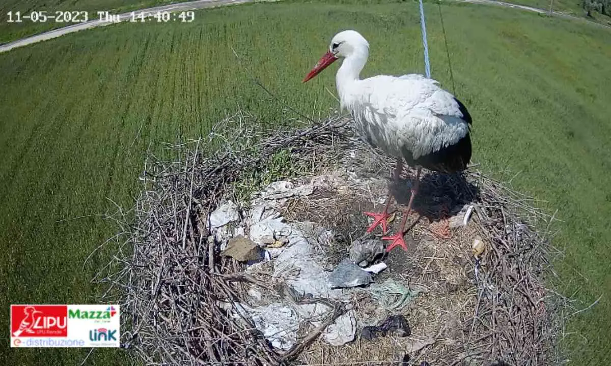 Cicogna bianca, muore un altro dei quattro piccoli: la Lipu sospende la webcam