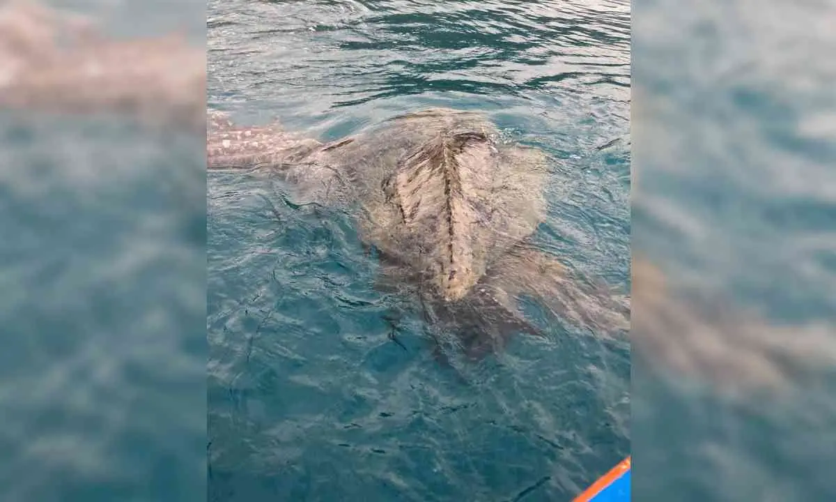 A Ginepri trovata una carcassa di tartaruga \"Caretta Caretta\"